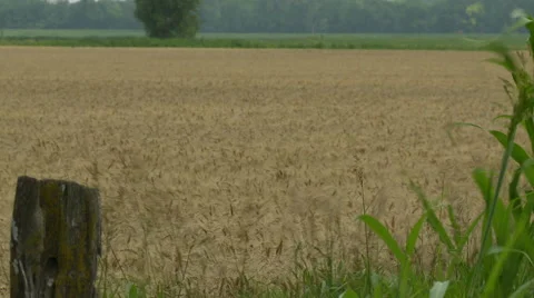Kansas wheat windy day Stock Footage 65293776