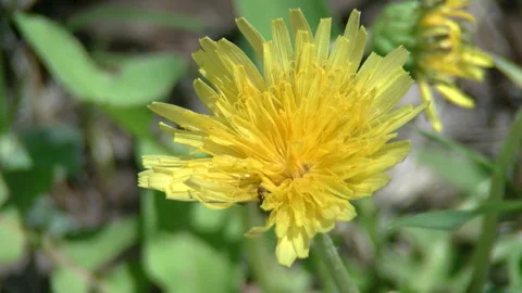 Kant_ Dandelion, Blooming Stock Footage 332845031
