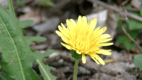 Kant_ Dandelion, Blooming Stock Footage 332845040