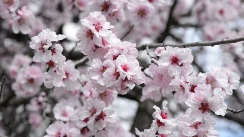 Kanzakura cherry tree Stock Footage 152247254