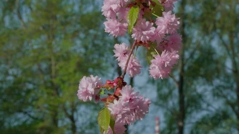 Kanzan cherry blossom Stockbeeldmateriaal 308728950