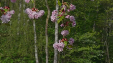Kanzan cherry blossom Stock Footage 308728952