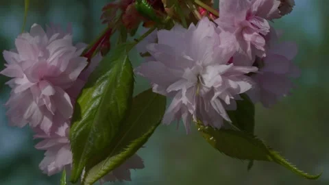 Kanzan cherry blossom Stock Footage 308728954