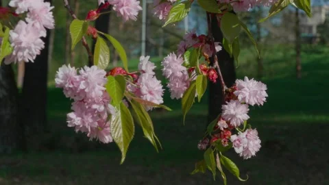 Kanzan cherry blossom Stock Footage 308728957