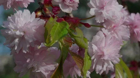 Kanzan cherry blossom Stock Footage 308728958