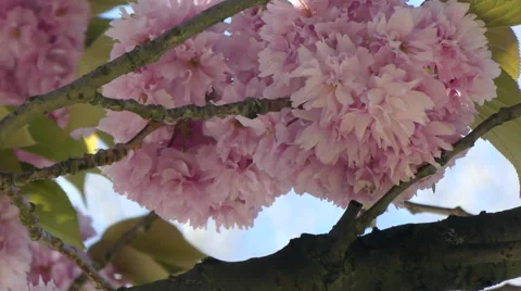 Kanzan cherry tree blossom close up Stock Footage 62811678