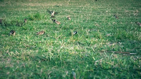 Kaohsiung - Sparrows on green grass in park. Stock Footage 74141753