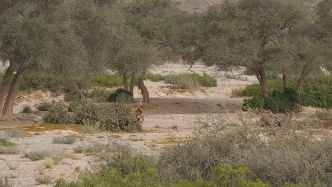 Kaokoland landscape, green trees, Namibia, Africa in 4K Stock Footage 90915501
