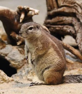 Kap-Borstenhrnchen  Cape ground squirrel  (Xerus inauris) Foto stock