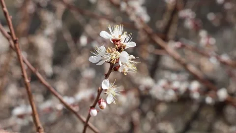 Kapadokia shooting in spring, the plants bloom, there are no people Video stock 311914087