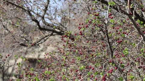 Kapadokia shooting in spring, the plants bloom, there are no people 库存影片 311915068