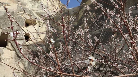 Kapadokia shooting in spring, the plants bloom, there are no people 库存影片 311915122