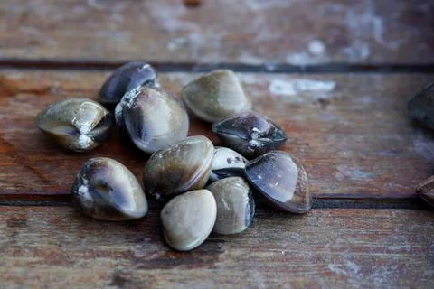 Kapah shells Stock Photos