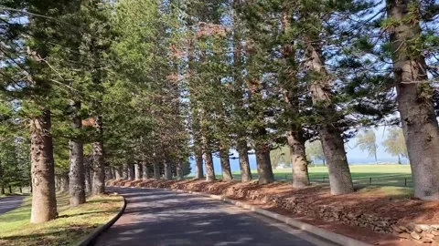 Kapalua Drive through the pine trees - Lower Section Stock Footage 297590538