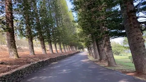 Kapalua Drive through the pine trees - Upper Section Stock Footage 297590539