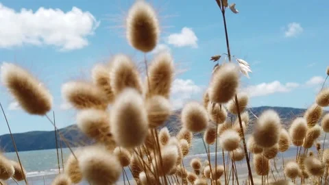 Kapiti Island Viewed Through Hare Tail Grass New Zealand Stock Footage 137072307