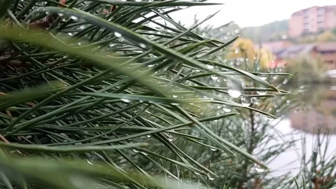 Kaplya rosu Stock Footage 96444174