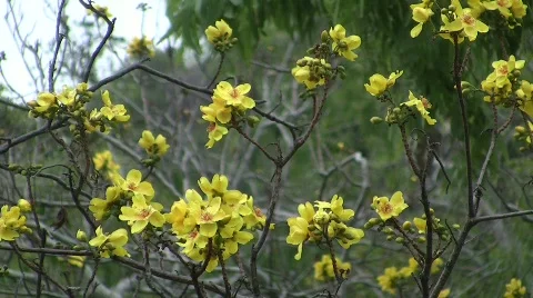 Kapok flowers Stock-Footage 839956
