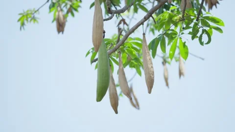 Kapok Fruit Ceiba Pentandra Growing Naturally on Tree Branch Stock Footage 345618628