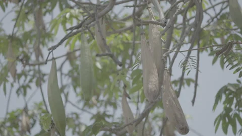 Kapok Fruit Ceiba Pentandra Growing Naturally on Tree Branch 10bit slog3 Stock Footage 345619650