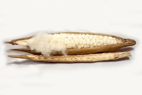 Kapok one seed Stock Photos