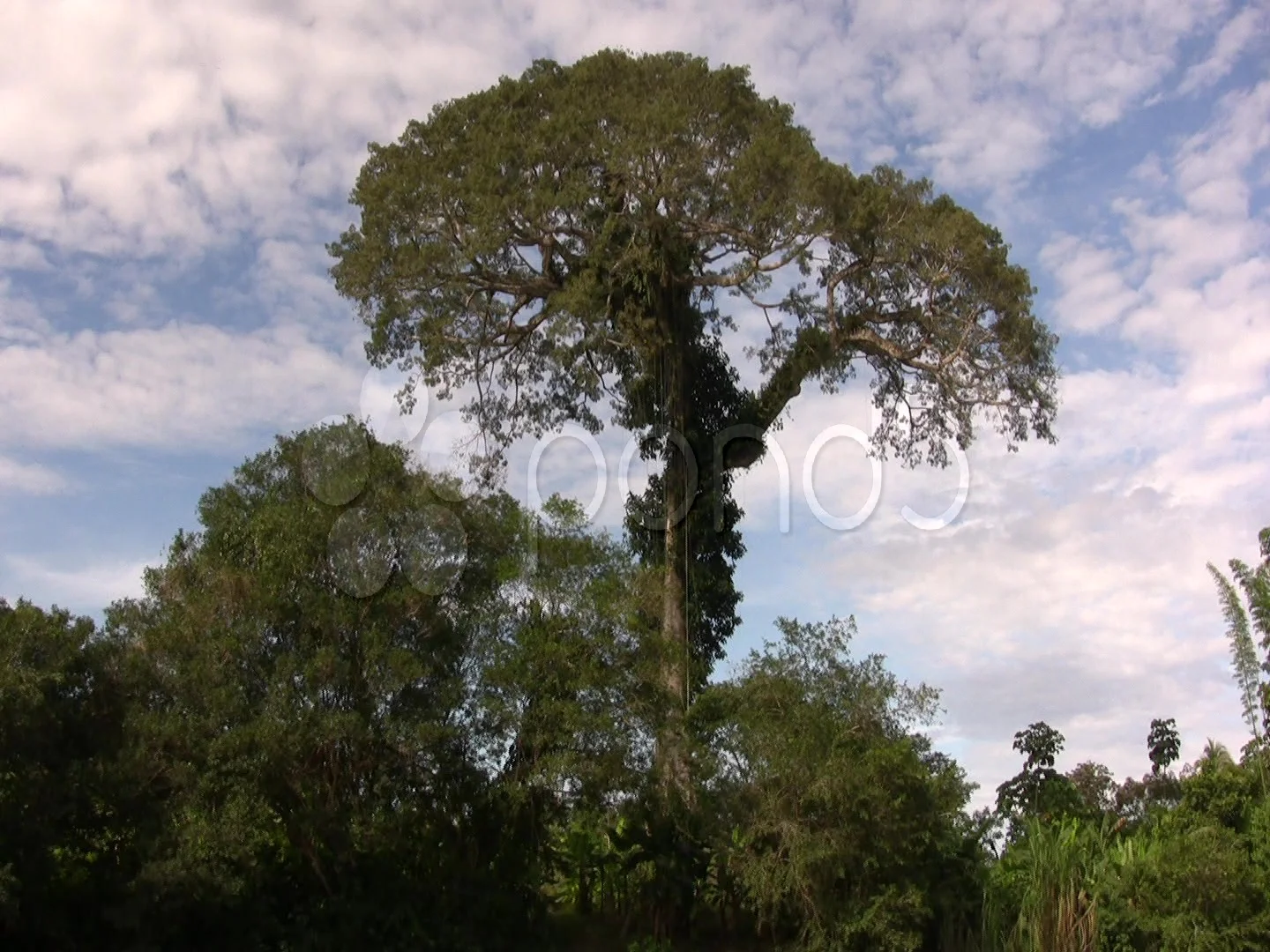 Kapok tree - Ceiba pentandra