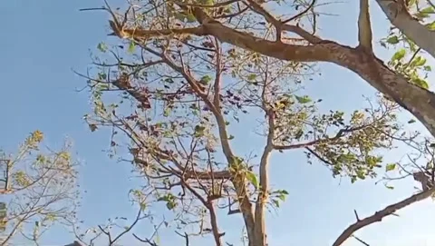 Kapok tree with a clear sky background. Stock Footage 338395327