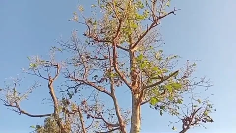 Kapok tree with a clear sky background. Видео 338395363