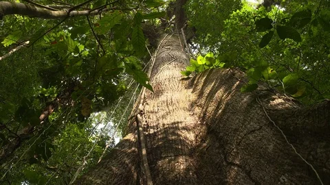 Kapok Tree - extreme low angle shot - Amazon - 3 Stock Footage 72722664