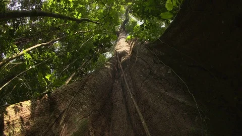 Kapok Tree - extreme low angle shot - Pan Stock Footage 72732917