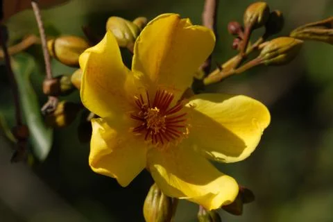 Kapok tree flower Stock Photos