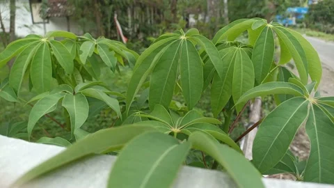 KAPOK TREE Stock Footage 237686409