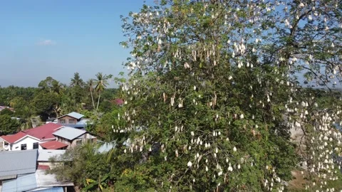 Kapok tree with full of cotton fruit Stock Footage 150188799
