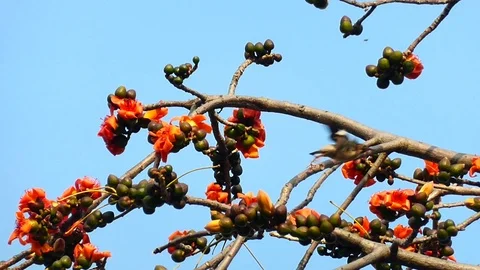 The kapok tree has blossomed Stock Footage 124851342