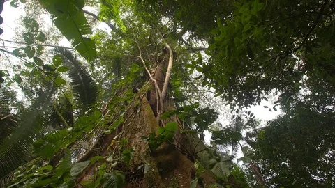 Kapok Tree - Pan - Amazon Stock-Footage 72729638