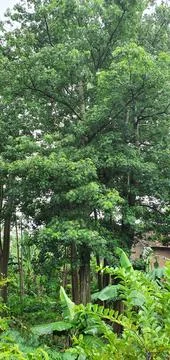 Kapok tree Stock Photos