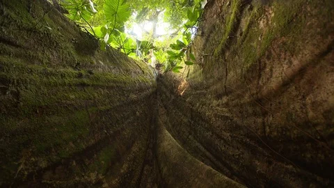 Kapok Tree - Root - Amazon - Tilt Stock-Footage 72731010