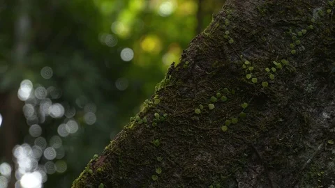 Kapok Tree - Root -  close - Amazon Stock Footage 72723015