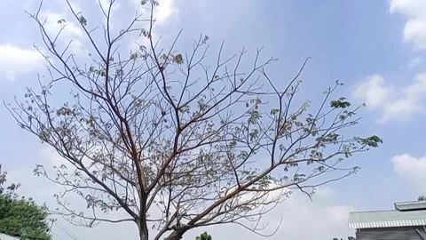 A kapok tree with sparse foliage. Stock Footage 340195769
