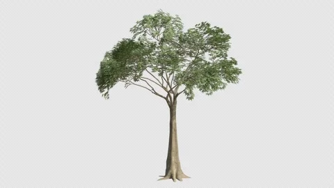 Kapok Tree Swaying in Wind Loop Animation with Alpha Channel Stock Footage 334996237