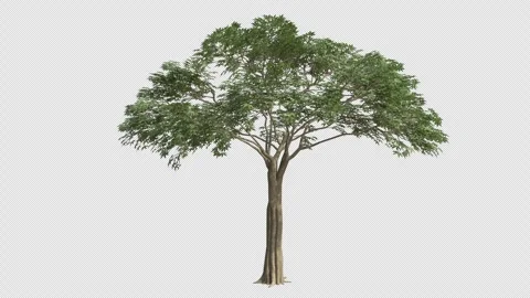 Kapok Tree Swaying in Wind Loop Animation with Alpha Channel Stock Footage 334996351