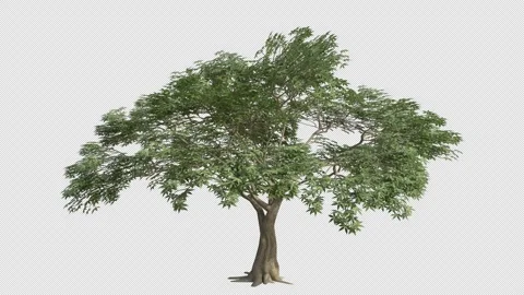Kapok Tree Swaying in Wind Loop Animation with Alpha Channel Stock Footage 334996601