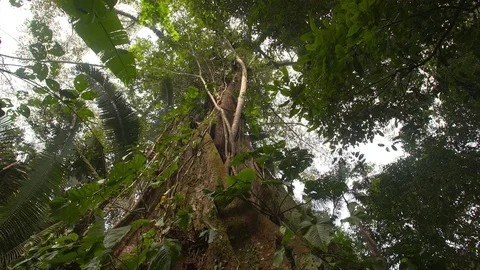 Kapok Tree - Tilt - Amazon Video stock 72731690