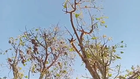 Kapok trees tower under the blue sky. 動画素材 338395302