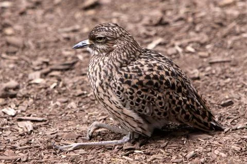 Kaptriel Stock Photos