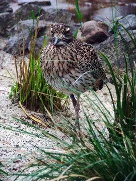 Kaptriel Stock Photos