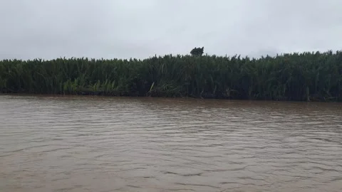 Kapuas River and forests along the riverbanks 스톡 동영상 337173299