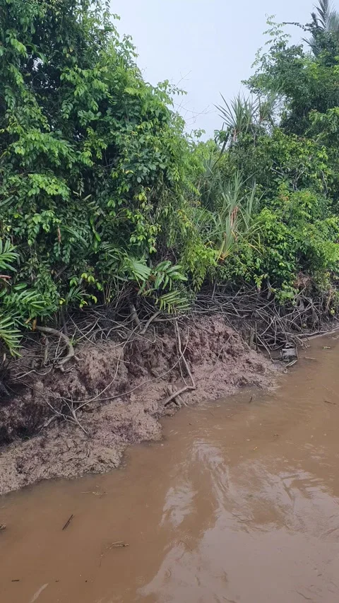 Kapuas River and forests along the riverbanks Stock-Footage 337173498