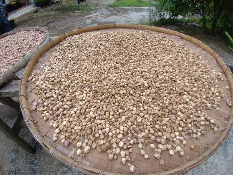 Kapulaga Fotos de archivo