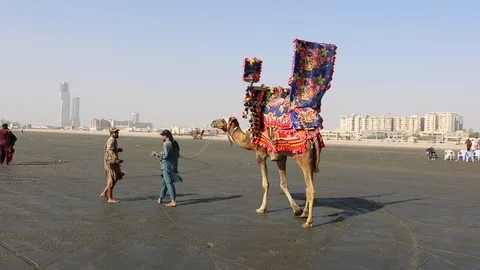 Karachi beach with a camel Stock Footage 127244098